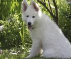Λευκό ελβετικό κουτάβι σκυλιών ποιμένων